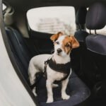 Šuns pavadėlis automobiliui, saugos diržas šunims, prisegimas